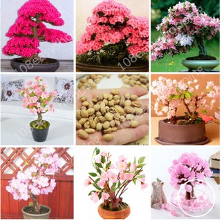 (1 เมล็ด) *ส่งฟรี* เมล็ดพันธุ์ เมล็ดพืช ต้นซากุระ ดอกซากุระ ซากุระ ต้นไม้ ญี่ปุ่น สวน ตกแต่งสวน Sakura การเพาะเมล็ด