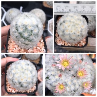 mammillaria plumosa แมมขนนกขาวดอกชมพู แมมขนนกขาว