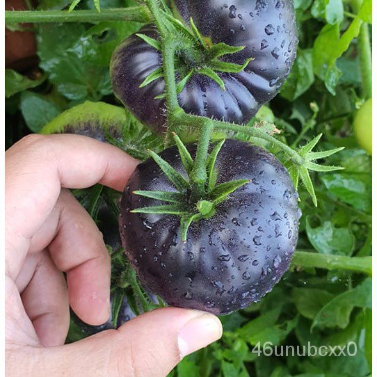 คุณภาพสูง-เมล็ด-เมล็ดพันธุ์-มะเขือเทศ-แบล็คบิวตี้-black-beauty-tomato-seed-บรรจุ-15-เมล็ด-คุณภาพดี-ของแท้-100-amel