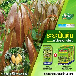 ฟื้นต้น แต่งกิ่งมะม่วง หลังเก็บผลผลิต ปุ๋ยยา ฟื้นต้น แต่งกิ่ง แตกใบ แตกกระโด่ง  ขนาด 1 ลิตร + 3 กิโลกรัม