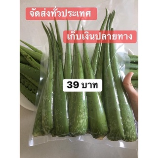 ว่านหางจรเข้สด 800 กรัม จากสวน ปลอดสาร