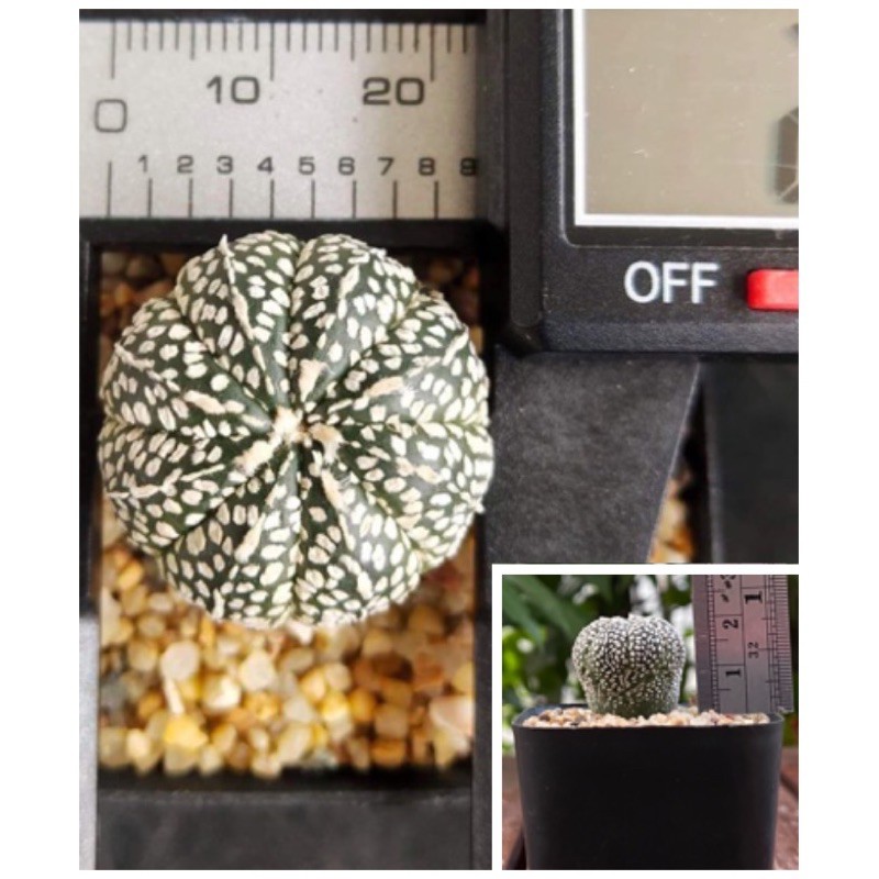 แอสโตรไฟตัม-แอสโตร-แอสโตรไฟรตัม-astrophytum