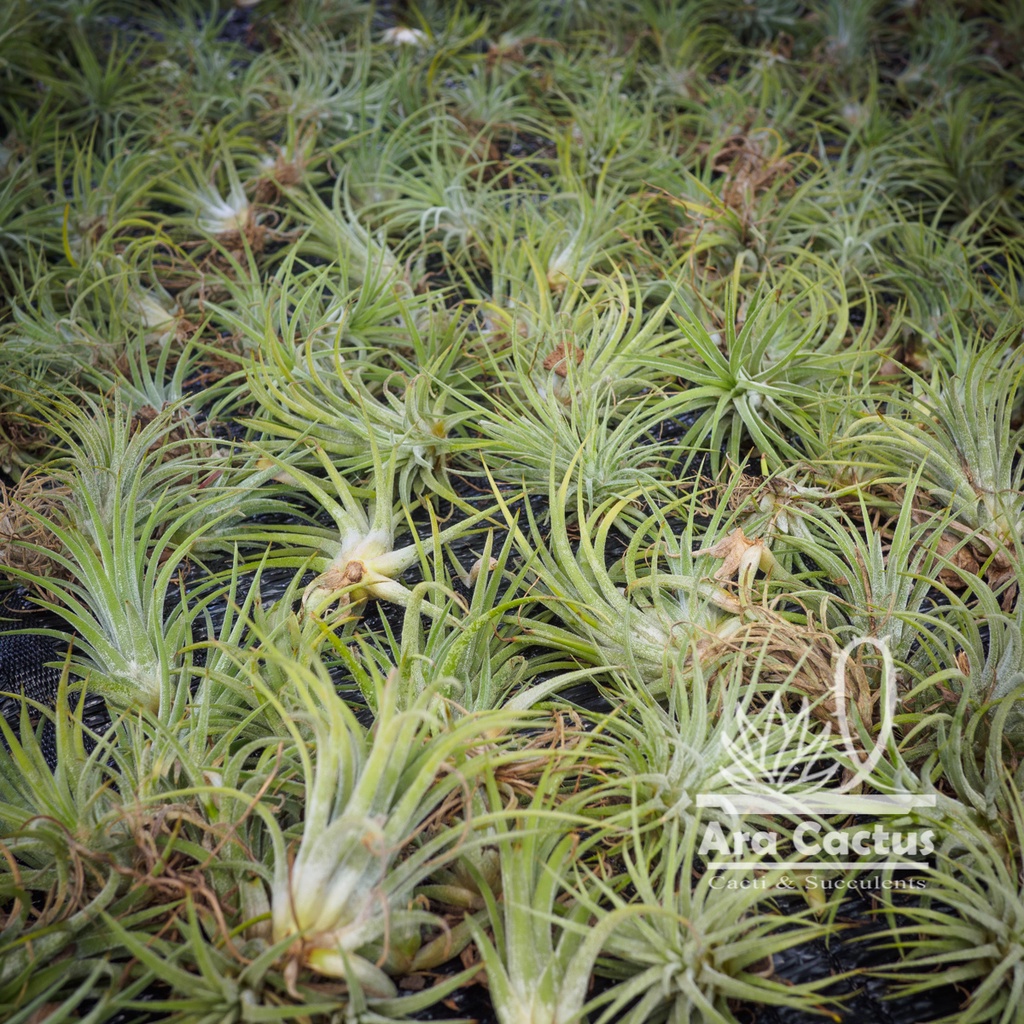 สวนขายเอง-พืชอากาศ-ทิลแลนเซีย-tillandsia-ionantha-ไม่ต้องใช้ดิน-ไม้อวบน้ำ-ไม่ประดับ-ไม้ฟอกอากาศ