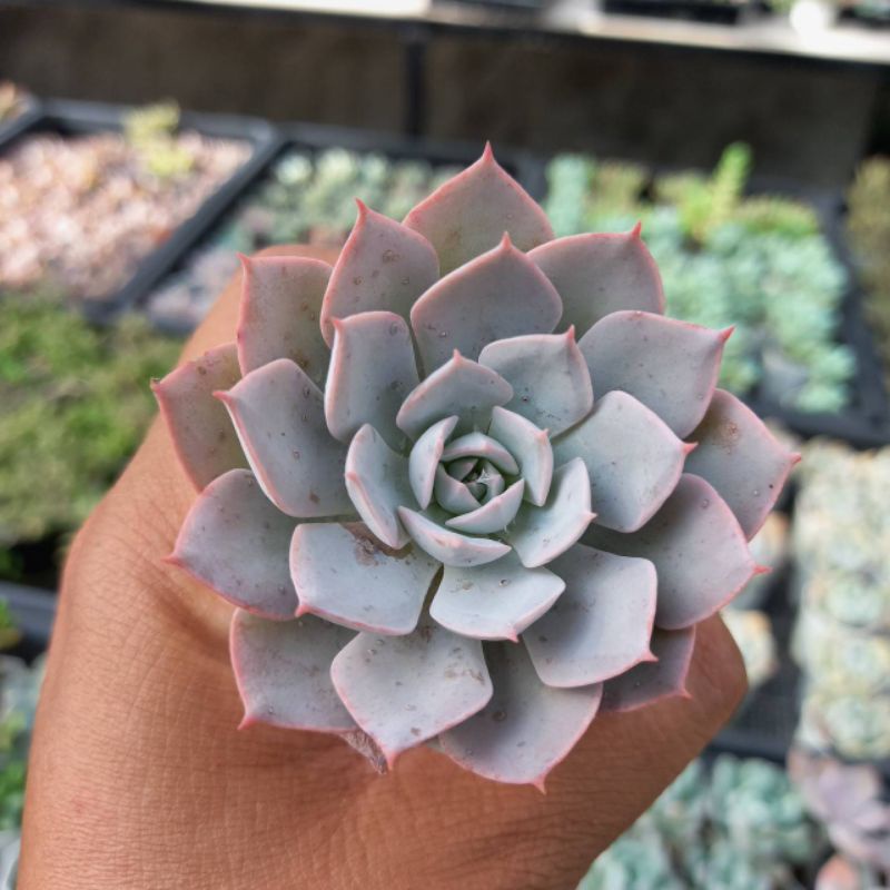 กุหลาบหินไม้หายาก-echeveria-peacockii-subsessilis-ไม้อวบน้ำน่าสะสม-ในกระถางสองนิ้ว-ส่งพร้อมกระถาง