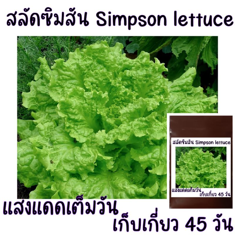 100-เมล็ด-เมล็ดพันธุ์สลัดซิมสัน-simpson-lettuce-สลัดซิมสัน