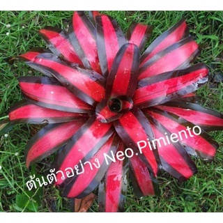 Neo.Pimiento สับปะรดสี นีโอพีเม้นโต้ ไม่ด่างดำแดงสวยมาก ไม้ด่างหายาก ไซส์ลงขายไม้กระถาง 5 นิ้วรากเดินดี  ส่งแบบถอดกระถาง