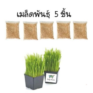 📦ลดพิเศษ50%📦 ข้าวสาลี 5 ชิ้น (ขนาดถุงละ12กรัม) นำเข้าออสเตรเลีย