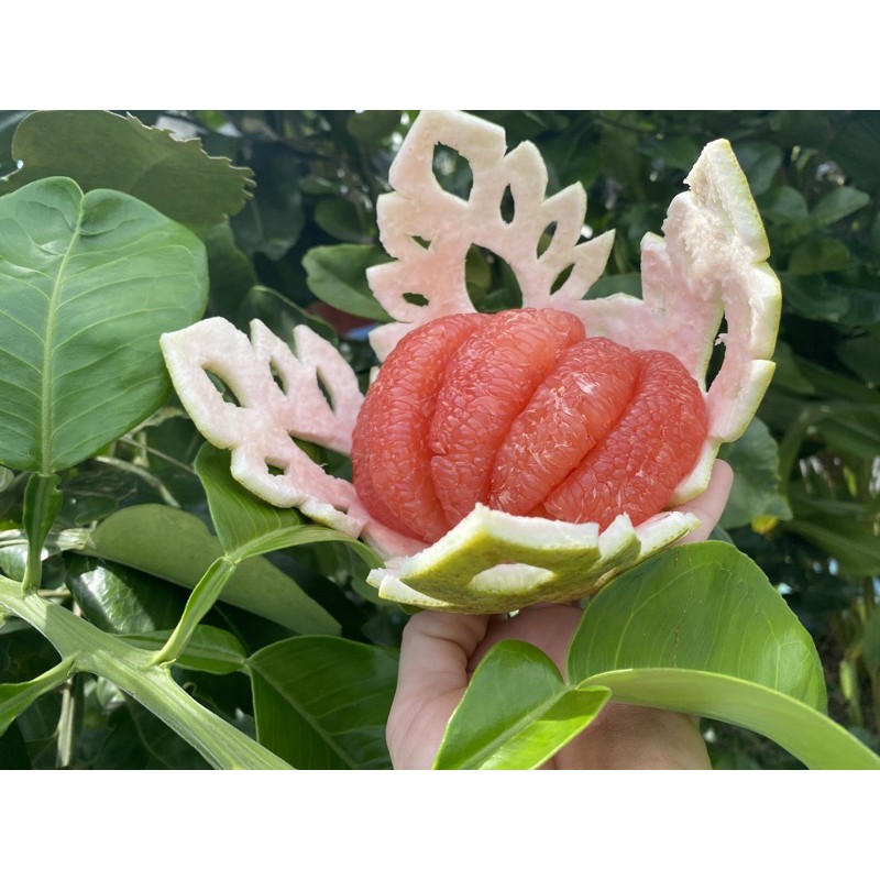 รูปภาพของ(pomelo fruit) ส้มโอทับทิมสยาม ไซร้ 1.1 ก.ก(ส้มตลาด)ลองเช็คราคา