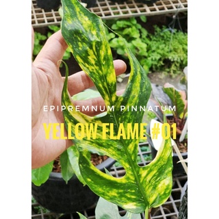 Epipremnum pinnatum yellow flame no. 1