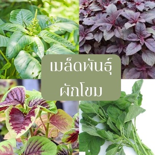 เมล็ดพันธุ์ผักโขม🔺ขั้นต่ำโปรดสั่ง30บาทขึ้นไปไม่รวมค่าขนส่ง