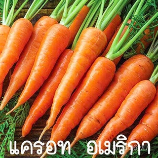 อินทรีย์ ต้น ดอก/แครอทนำเข้าแท้100% ถูกที่สุด 10บ.เมล็ดพันธุ์แครอมอเมริกา 50-500เมล็ดปลูกง่ายหัวใหญ่☘️รสชาติดี HTEL