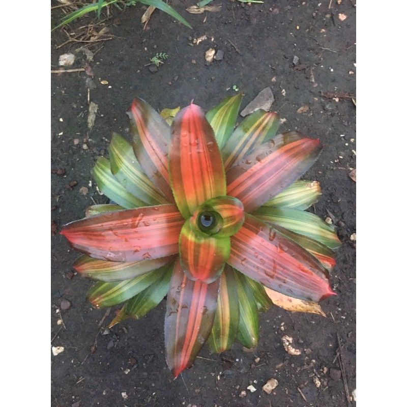 สับปะรดสี-neo-orange-gold-bromeliad-ต้นไม้สวยงาม-ไม้ประดับ-ตกแต่งสวน-ปลูกตกแต่งบ้าน-ไม้มงคล