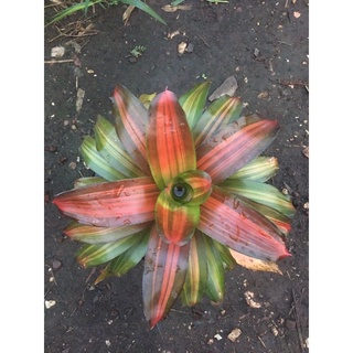 สับปะรดสี Neo Orange Gold #bromeliad# ต้นไม้สวยงาม# ไม้ประดับ# ตกแต่งสวน# ปลูกตกแต่งบ้าน# ไม้มงคล