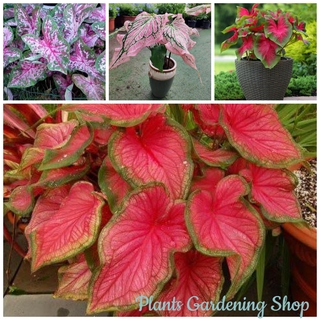 เมล็ดพันธุ์ บอนสี เมล็ด Mixed Caladium Seeds Rare Flower Seeds50 เมล็ด (ไม่ใช่พืช)