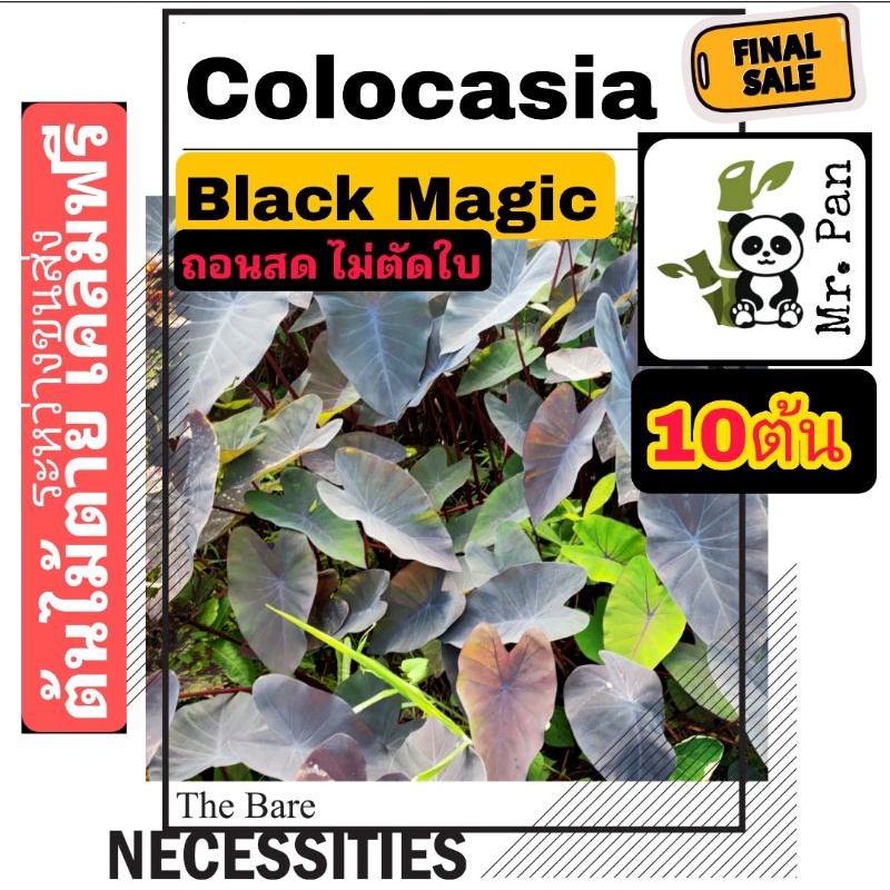 ขาย10ต้น-colocasia-black-magic-ถอนสด-ไม่ตัดใบ-โคโลคาเซีย-เเบล็คเมจิก