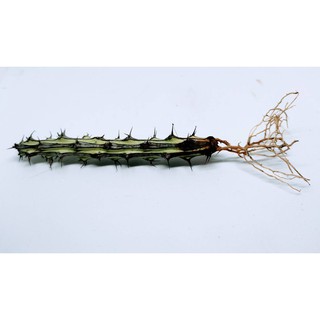 ยูโฟเบียด่าง ขนาดประมาณ 10 cm จำนวน 1 กิ่ง (euphorbia sp. nova mozambique)  #cactus #สลัดได #แคตตัส #กระบองเพชร