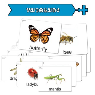สินค้า แฟลชการ์ด หมวดแมลง บัตรคำ แนวการสอนเดียวกับ ชิจิดะ เฮกุรุ บัตรคำศัพท์