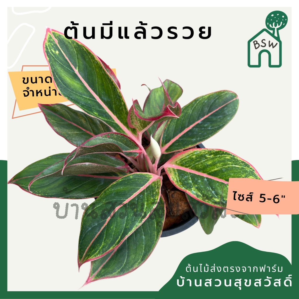 มีแล้วรวย-กระถาง-5-6-นิ้ว-ต้นมีแล้วรวย-อโกลนีมา-ด่างแบบโดดเด่น-aglaonema