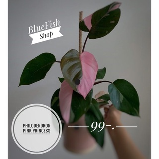 พิงค์ปริ้นเซส มาเบิ้ล ไซส์กำลังโต  Philodendron Pink princess