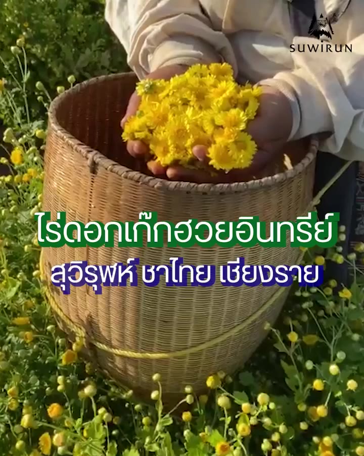 suwirun-thai-tea-สุวิรุฬห์-ชาดอกไม้ไทย-บรรจุ10-ซอง-กระป๋อง