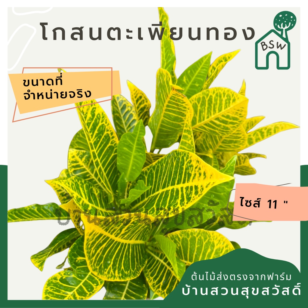 โกสน-ตะเพียนทอง-ส่งพร้อมกระถาง-11-นิ้ว