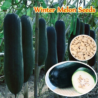 อินทรีย์ ต้น ดอก/*เก็บปลายทาง*‼️พร้อมส่ง 30 เมล็ด/ซอง Giant Black Winter Melon Seeds for Planting เมล็ดพันธุ์ JUC8