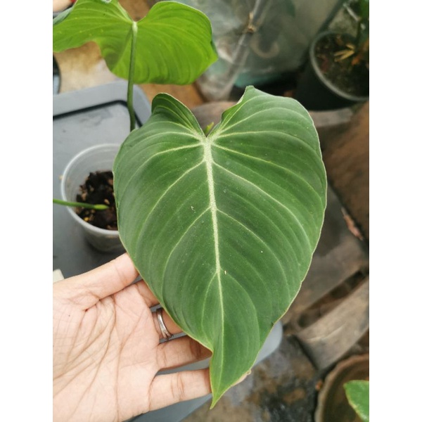 philodendron-glorios-ฟิ-โลเด-นด-รอน-กอรีอัส