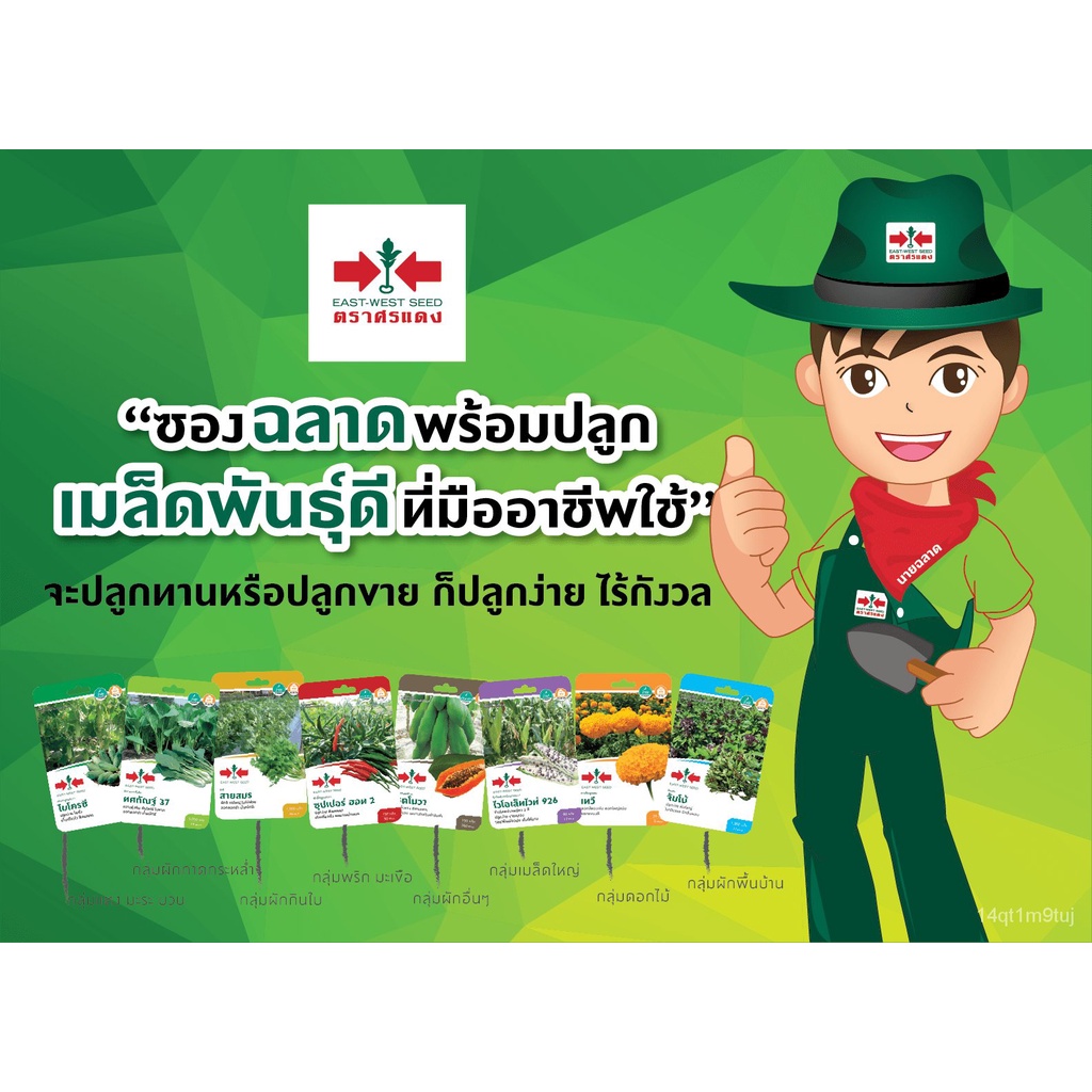 เมล็ดอวบอ้วน100-east-west-seed-เมล็ดพันธุ์มะเขือเทศ-tomato-seeds-แพรวชมพู-f1-เมล็ดพันธุ์ผัก-เมล็ดพันธุ์-ผักสวนครัว-เมล