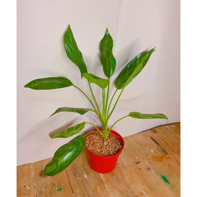 aglaonema-maria-chinese-50-เมล็ด-ไม่ใช่พืชที่มีชีวิต