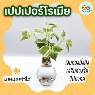 ต้นไม้ที่ปลูกในน้ำ ราคาพิเศษ | ซื้อออนไลน์ที่ Shopee ส่งฟรี*ทั่วไทย!