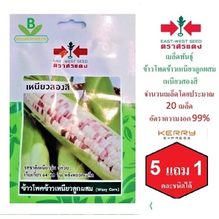 5 ฟรี 1 คละได้ เมล็ดพันธุ์  ข้าวโพดข้าวเหนียวลูกผสม เหนียวสองสี ตราศรแดง เมล็ดผัก เมล็ดพันธุ์พืช เมล็ดพืช เมล็ดพันธุ์ผัก