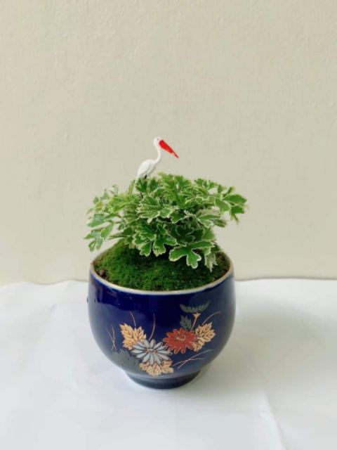 ddplants-ต้นไม้มงคล-ปูมอสดิน-กระถางเซรามิกญี่ปุ่นคละลาย