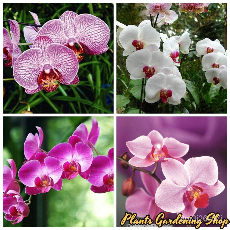เมล็ดพันธุ์-ถูก-คละ-เมล็ดพันธุ์-ฟาแลนนอปซิส-phalaenopsis-seeds-orchid-mixed-flower-seeds-กล้วยไม้-เมล็ดพันธุ์คุณ-3mh6