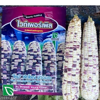 🌱 200g SEEDLINE เมล็ดพันธุ์ ข้าวโพดข้าวเหนียวหวานลูกผสม พันธุ์ไวท์เพอร์เพิล  (White Purple F1 Hybrid Waxy Corn)