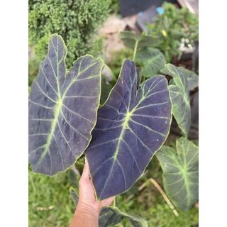 colocasia illustris /บอนโคโลคาเซีย อิลลัสทริส