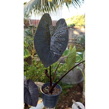 colocasia-hybrid-news