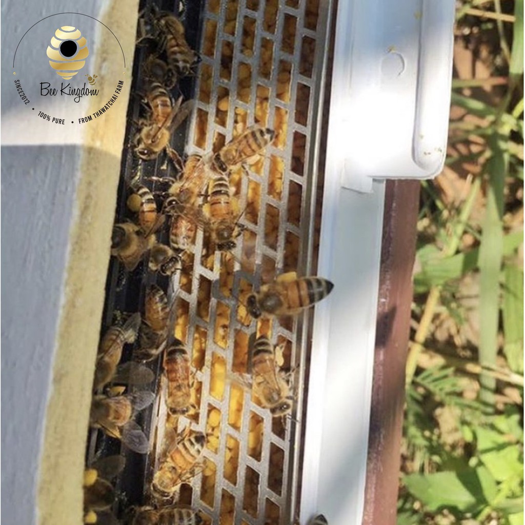 ภาพสินค้าเกสรผึ้ง 200 กรัม (BEE POLLEN) มีมาตรฐานฟาร์มผึ้งที่ดีจากกรมปศุสัตว์ จากร้าน beekingdomthai บน Shopee ภาพที่ 6