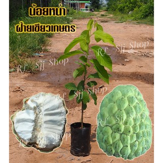 ( 1 ต้น)🌳น้อยหน่าฝ้ายเขียวเกษตร🌳ลูกดก ผลใหญ่ หวานหอม เนื้อฟู ต้นกล้าสูง 40-50 ซม.. ต้นเสียบยอด มีสินค้าพร้อมส่ง