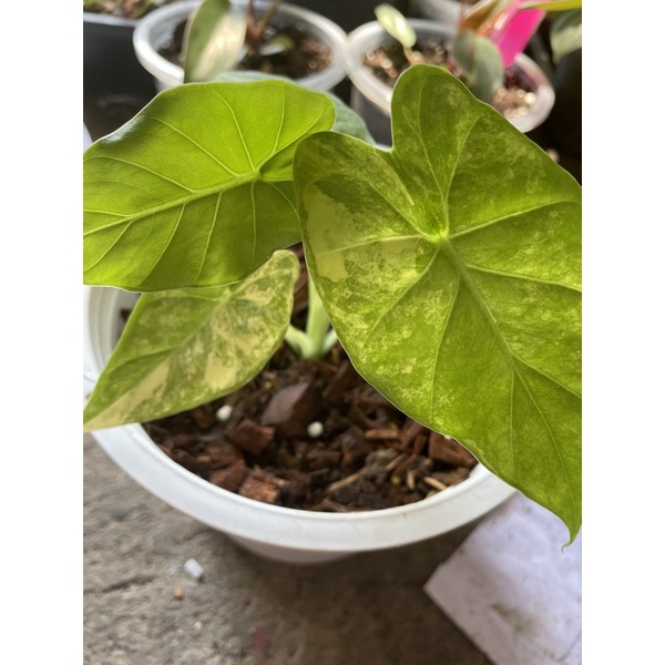 อโลคาเซียหูช้างด่างเหลือง-alocasia-gageana-aura-variegated