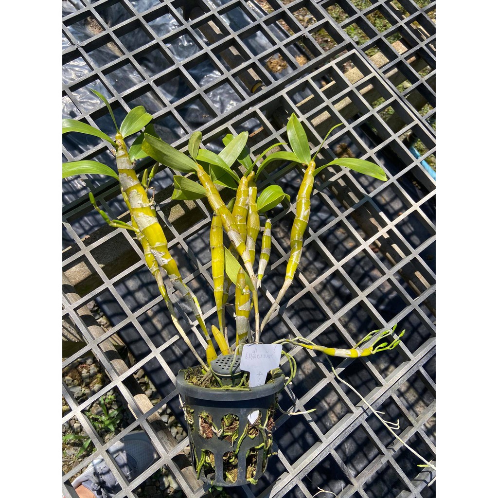 กล้วยไม้เหลืองจันทบูร-หรือ-dendrobium-friedericksianumติดดอก