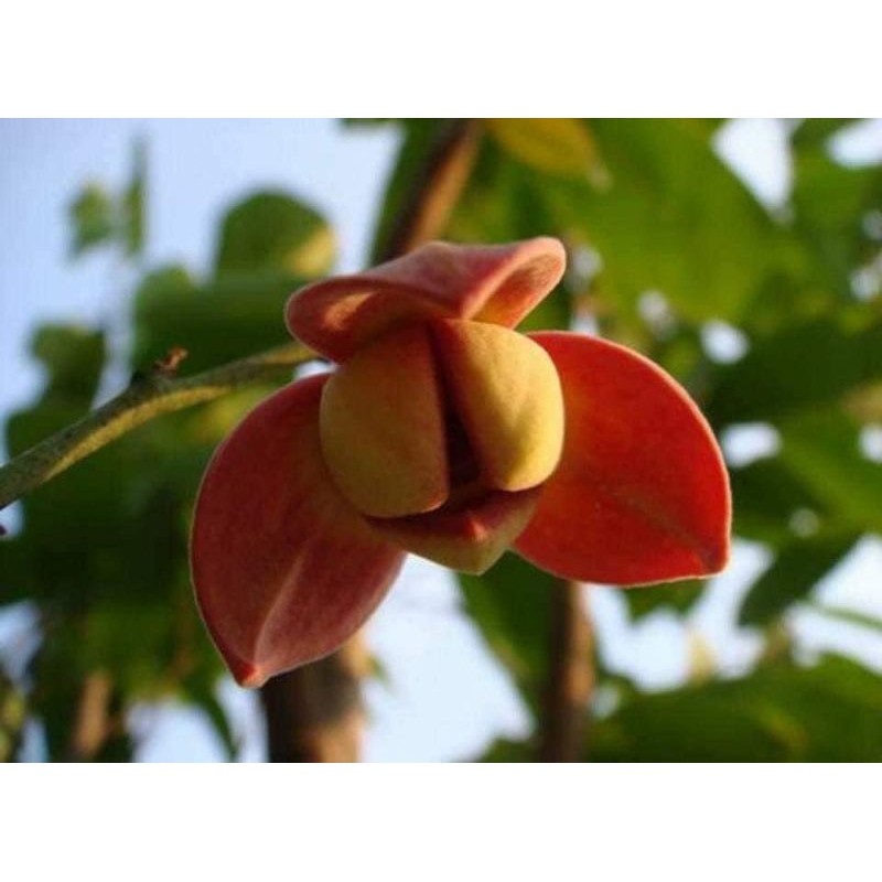 ขาย-ต้นพันธุ์-ความสูง80-100cm-ต้น-ดอก-ลำดวนแดง-ต้นลำดวนแดง-ไม้หอม-ลำดวน-หรือ-ดอกหอมนวล-เบนซ์-น้องลีโอ
