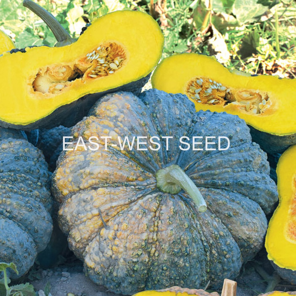 east-west-seed-เมล็ดพันธุ์ฟักทอง-pumpkin-seeds-ฟักทองลูกผสม-ประกายเพชล็ดพันธุ์ผัก-นี่มันเมล็ดพืช-ไม่ใช่พืช
