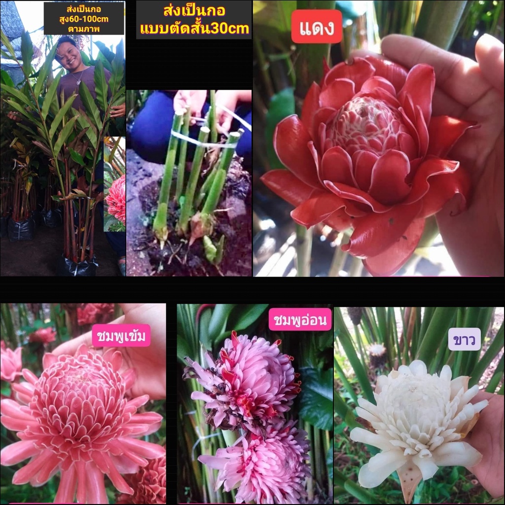 1กอ-ต้น-เหง้า-หน่อ-ดอก-ดาหลา-ต้นดาหลา-สี-แดง-ขาว-ชมพู-torch-ginger-tinutda