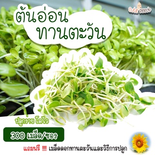 เมล็ดพันธุ์ต้นอ่อนทานตะวัน 300เมล็ด อัตราการงอก95% ปลูกง่าย โตไว (แถมฟรี เมล็ดผักทุกออเดอร์)