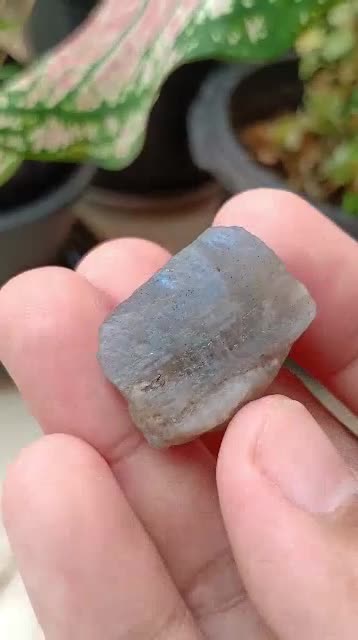 labradorite-ลาบราโดไรต์-lbs1-หินดิบ-หินพ่อมด-เล่นแสงเหลือบน้ำเงิน-หินธรรมชาติ-หินสะสม-ขนาด-2-2-1-8-1-2-cm