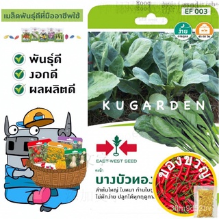 SORNDAENG  ผักซอง ศรแดง S003# คะน้า บางบัวทอง 35 East-West Seed Kale seeds เมล็ดพันธุ์ผัก เมล็ดพันธุ์ ผักสวนครัว玩具/鲜花/种子