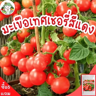เมล็ดพันธุ์ มะเขือเทศเชอรี่ สีแดง เมล็ด Red Cherry Tomato เมล็ดพันธุ์นำเข้าแท้ ปลูกผัก 50 เมล็ด (ไม่ใช่พืช)