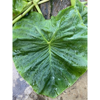 colocasia (green heart giant) 🌱🌱บอนใบรูปหัวใจ สีเขียวมันวาว