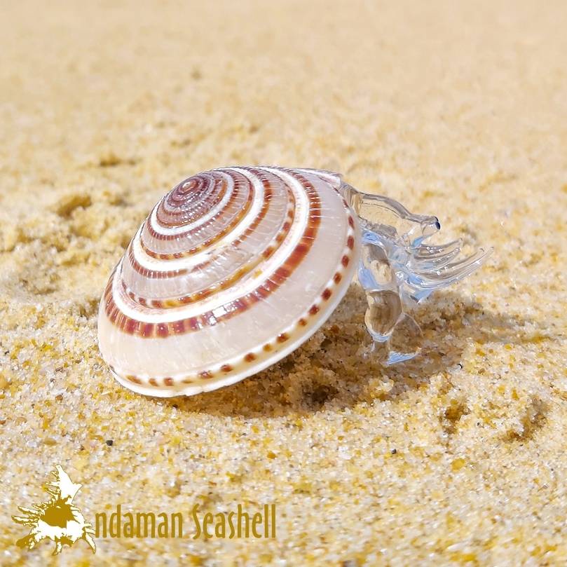 andaman-seashell-แก้วเป่าติดเปลือกหอย-รูปปูเสฉวน-ติดเปลือกหอย-40