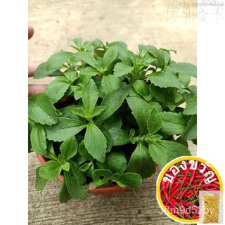 [การทำสวนส่วนใหญ่ spdn Bhd] stevia | XLUG
